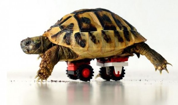 lego-tortoise