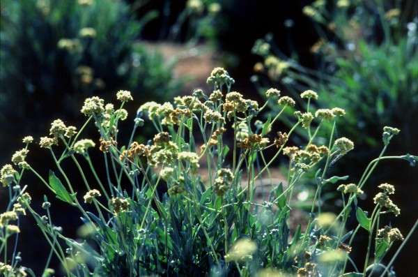 01_Guayule cserje