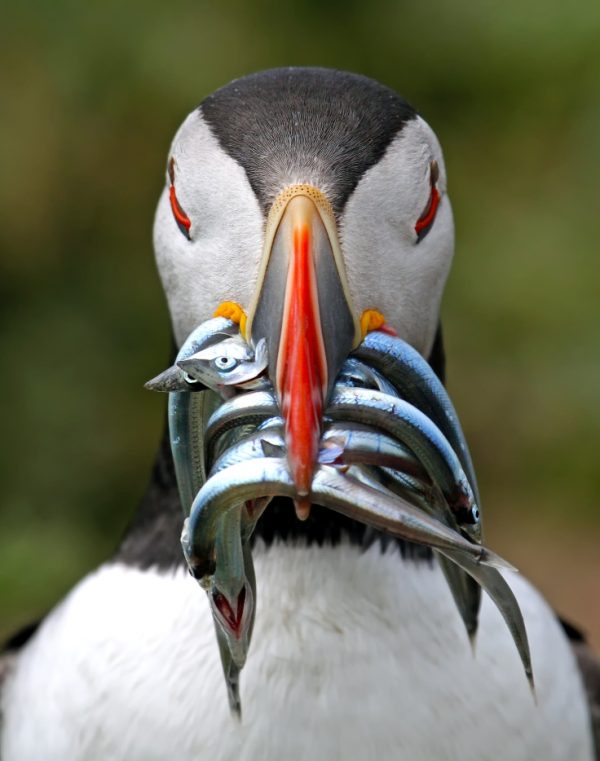 833_1501_nigelhodson_unitedkingdom_open_wildlife_2017
