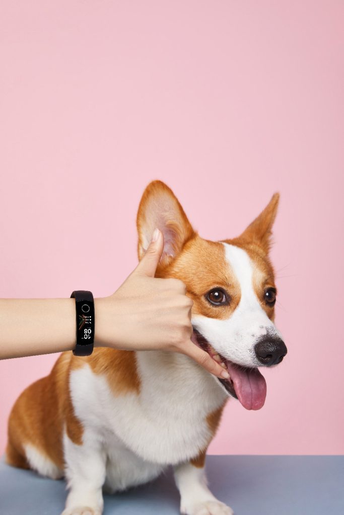 Honor_Band_5_dog_web