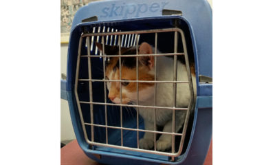 grandopet utazási kiegészítők