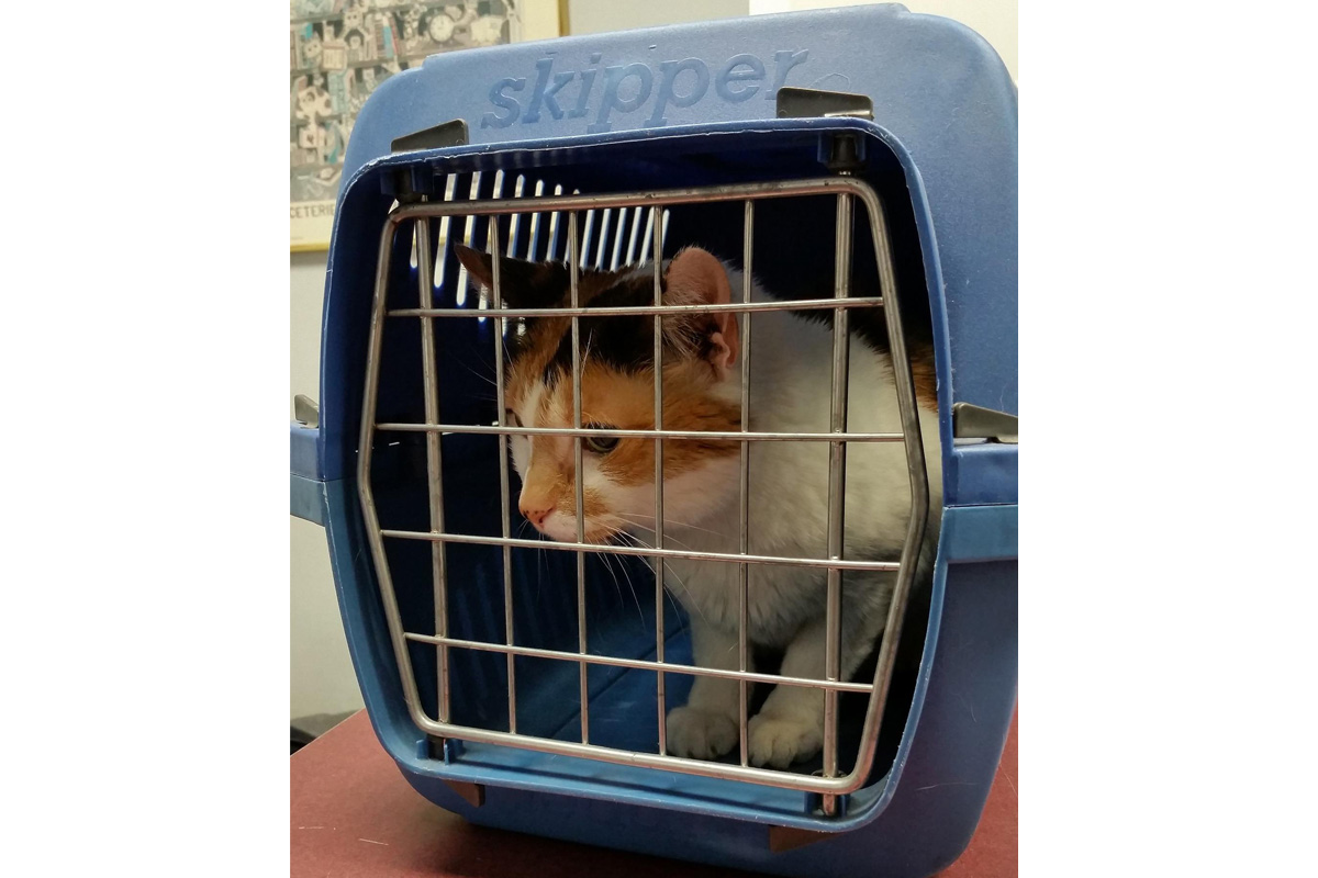 grandopet utazási kiegészítők