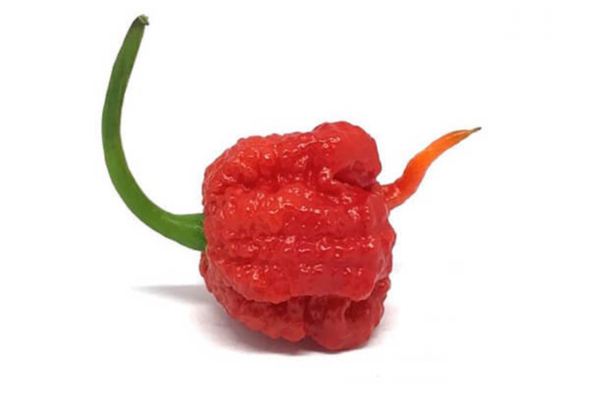 Carolina Reaper chili