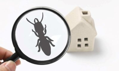 kártevő rovarok írtása