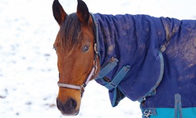minden lóra kell takarót adni télen ló takaró