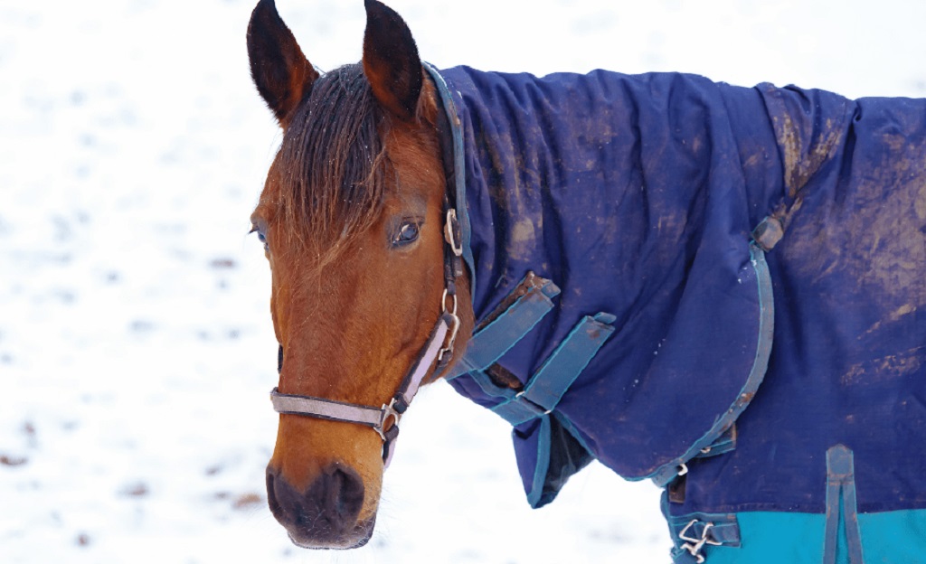 minden lóra kell takarót adni télen ló takaró