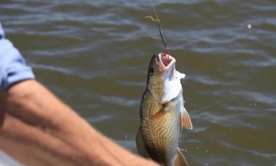 feederezés horgászat