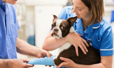 Kollagén kutyáknak