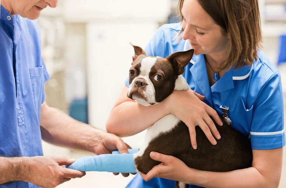 Kollagén kutyáknak